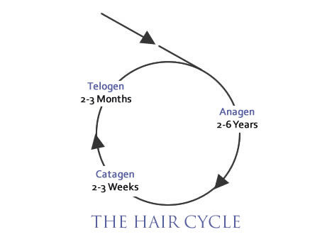Hair Cycle